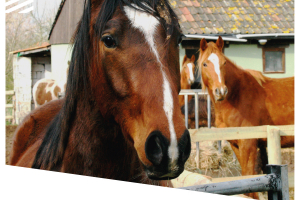 Mucking Horses